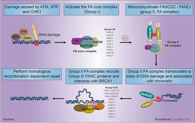 Homologous Recombination Deficiency in Ovarian, Breast, Colorectal, Pancreatic, Non-Small Cell Lung and Prostate Cancers, and the Mechanisms of Resistance to PARP Inhibitors